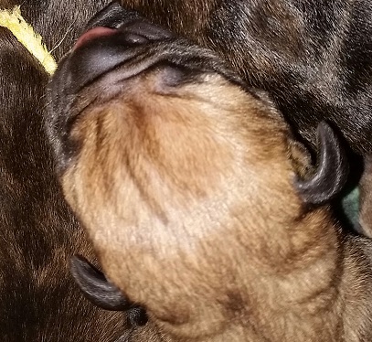 BULLMASTIFF PUPPIES FOR SALE
