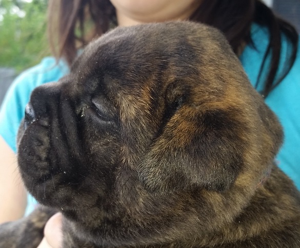 bullmastiff puppies for sale