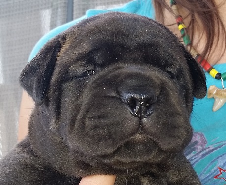 bullmastiff puppies for sale