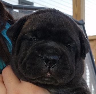 bullmastiff puppies for sale