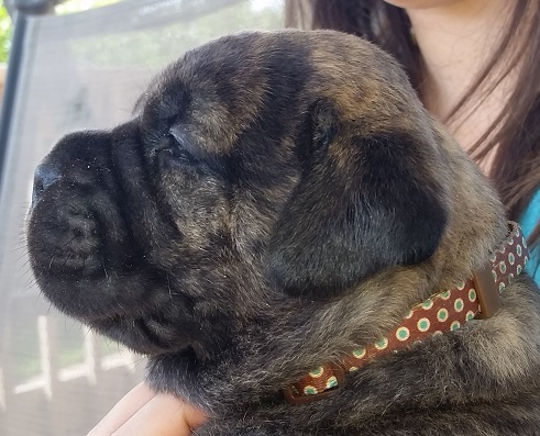 bullmastiff puppies for sale