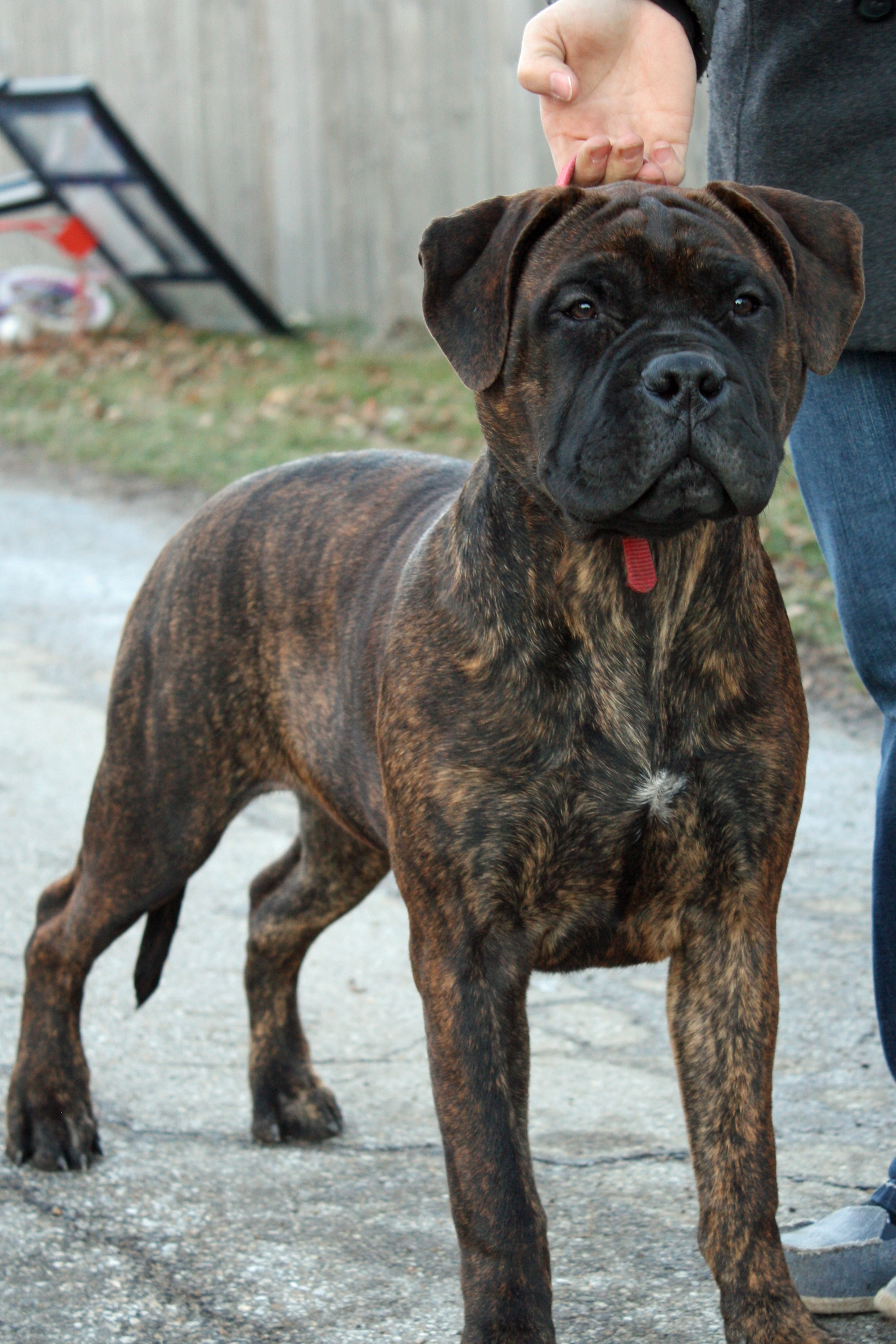 bullmastiff puppies for sale
