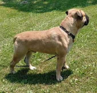 bullmastiff puppies for sale