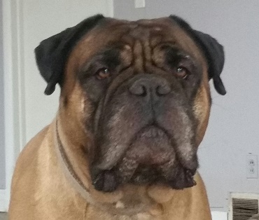 bullmastiff bitch puppies for sale