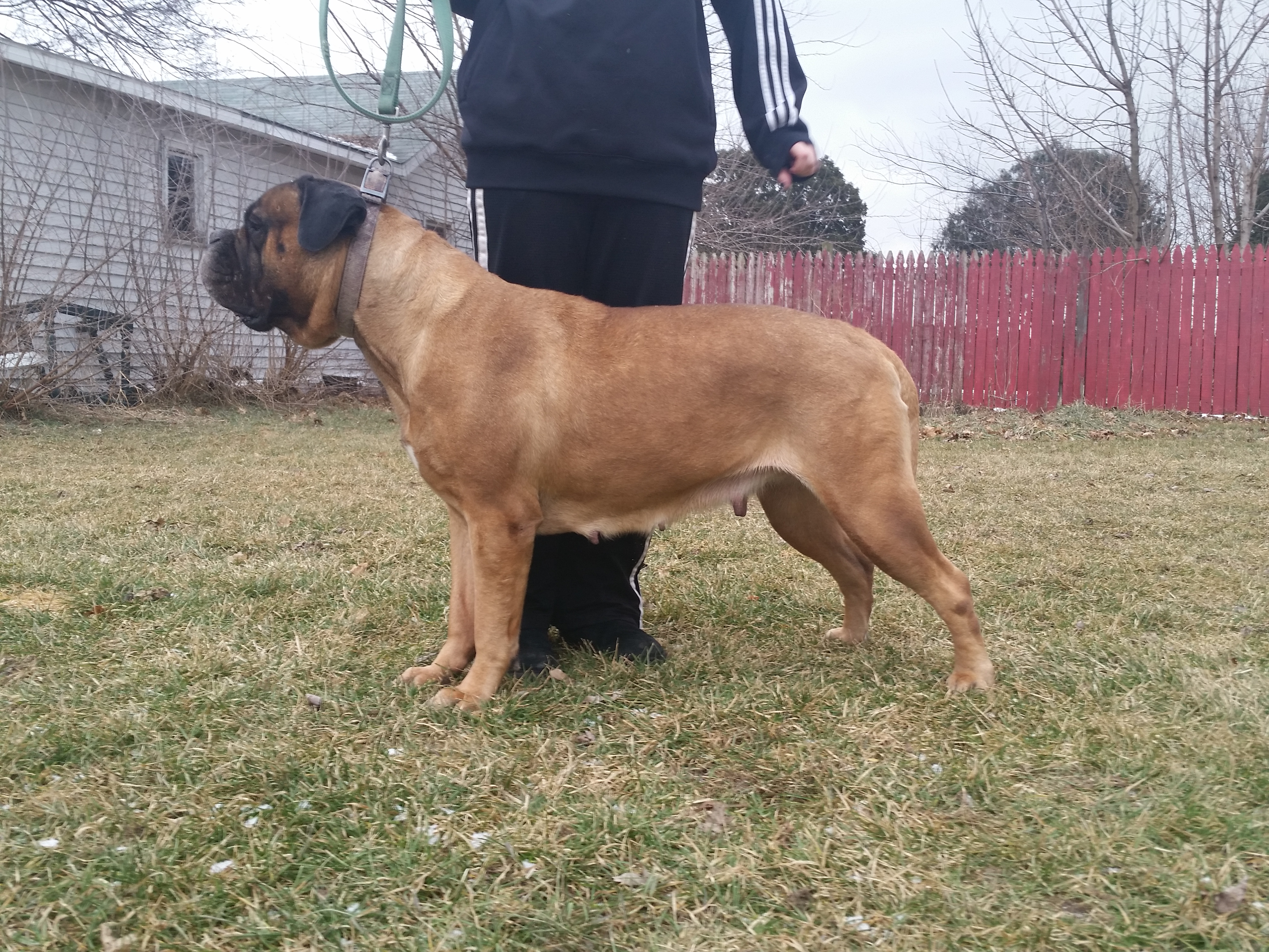 female bullmasff puppies for sale