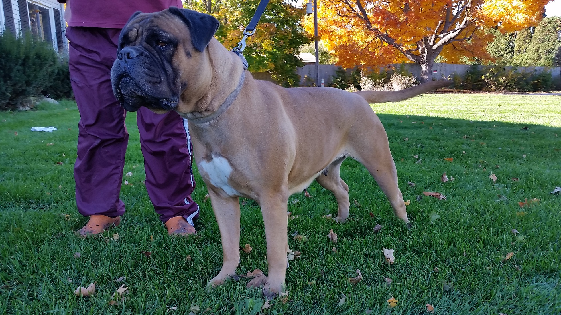 female bullmastiff