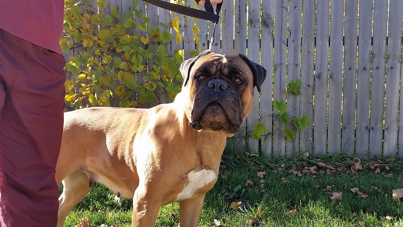 female bullmastiff