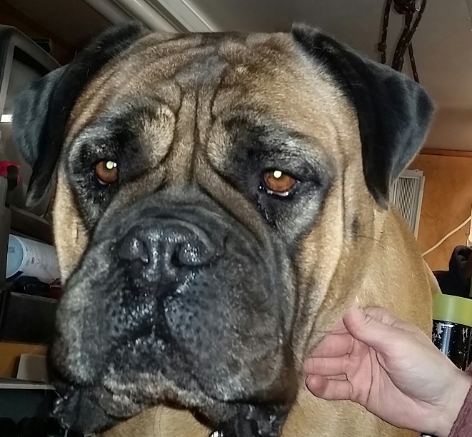 female bullmastiff