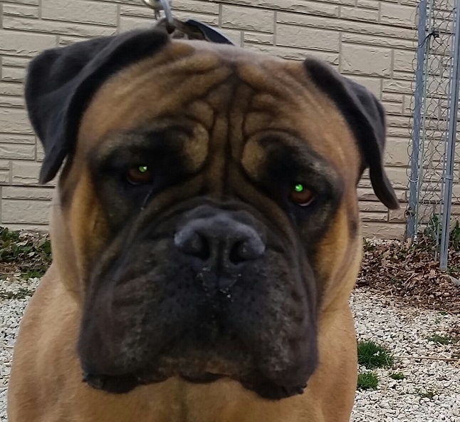 female bullmastiff