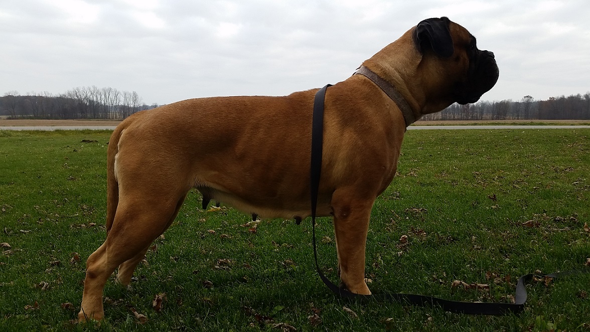 female bullmastiff