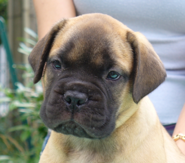 bullmastiff female