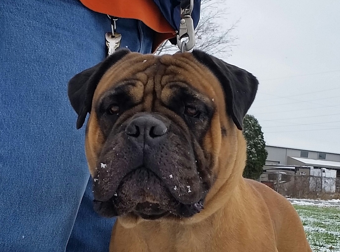 bullmastiff bitch head