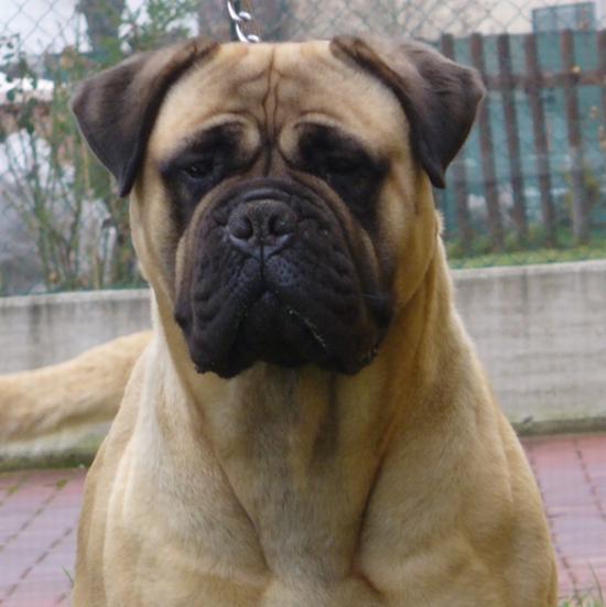 female bullmastiff