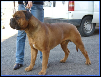 male european bullmastiff