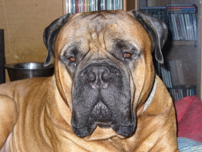 male bullmastiff stud