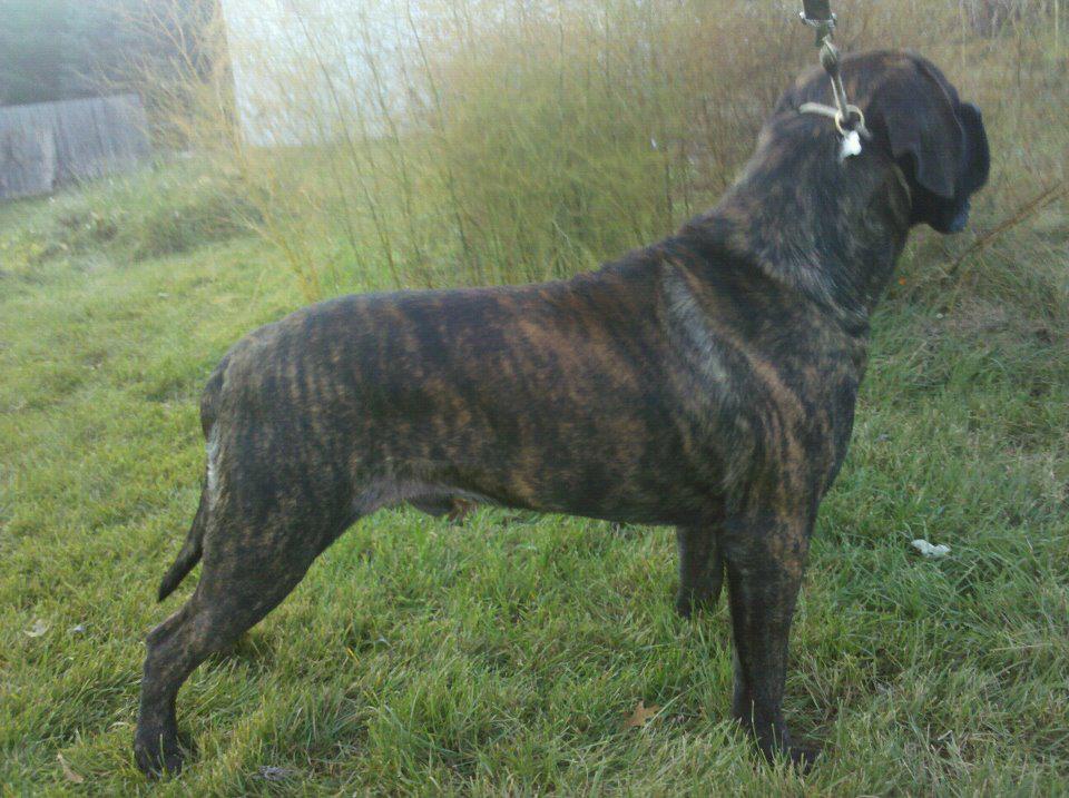 english mastiff