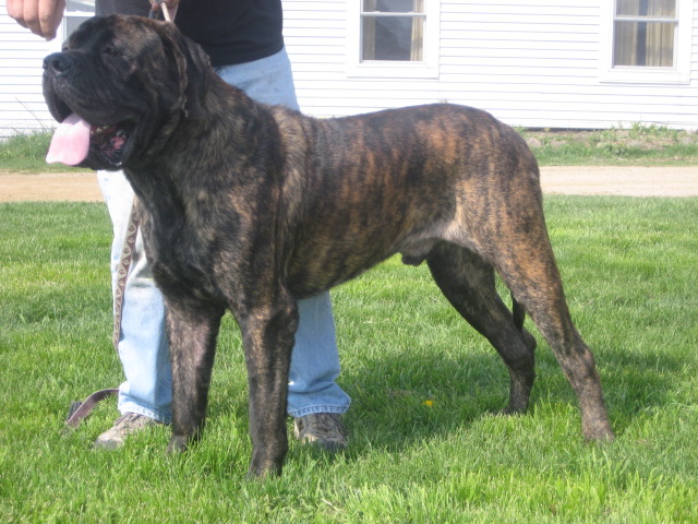 brindle mastiff