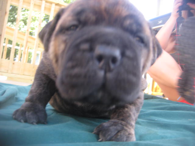 bullmastiff puppies