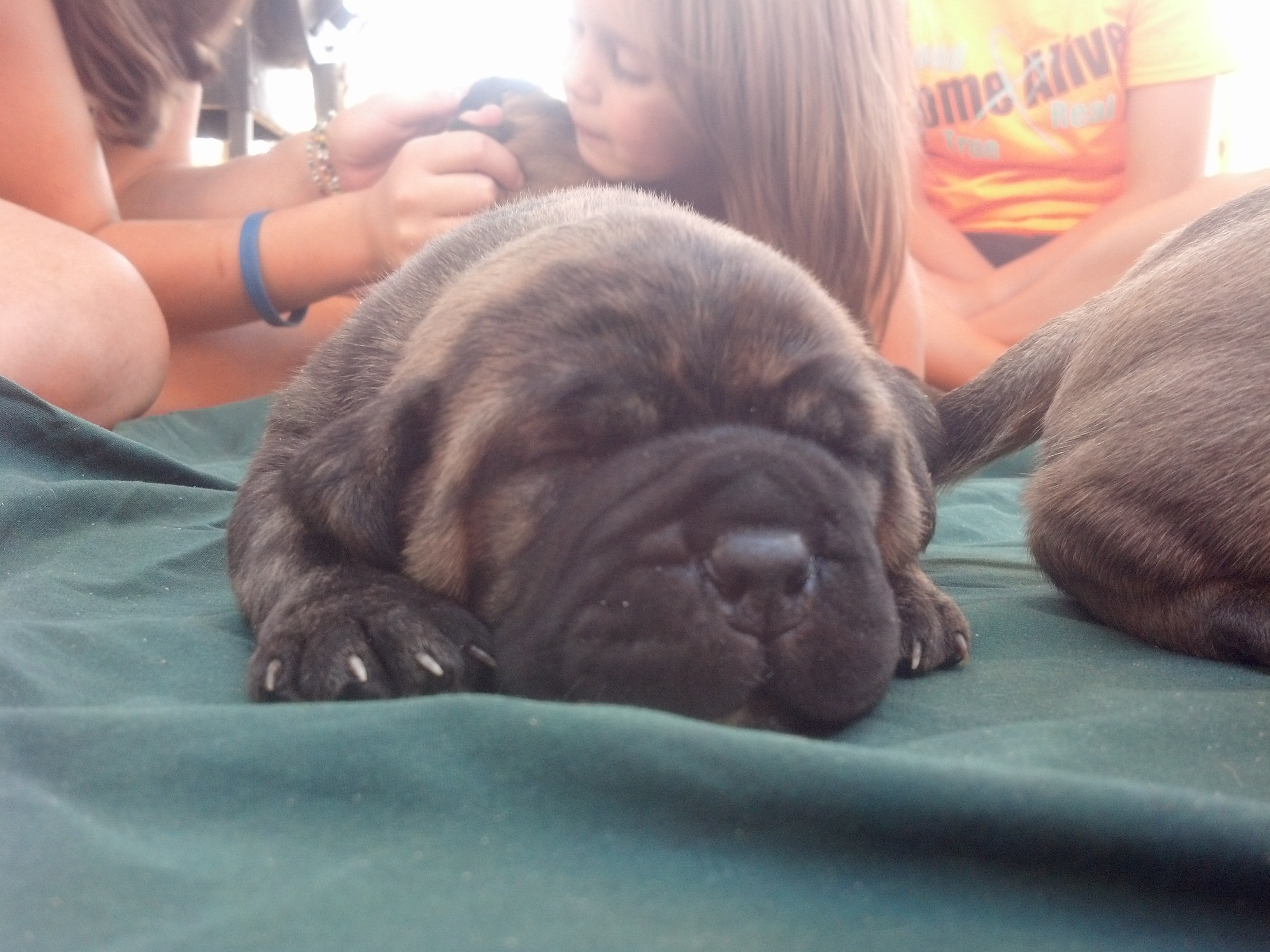 bullmastiff puppies