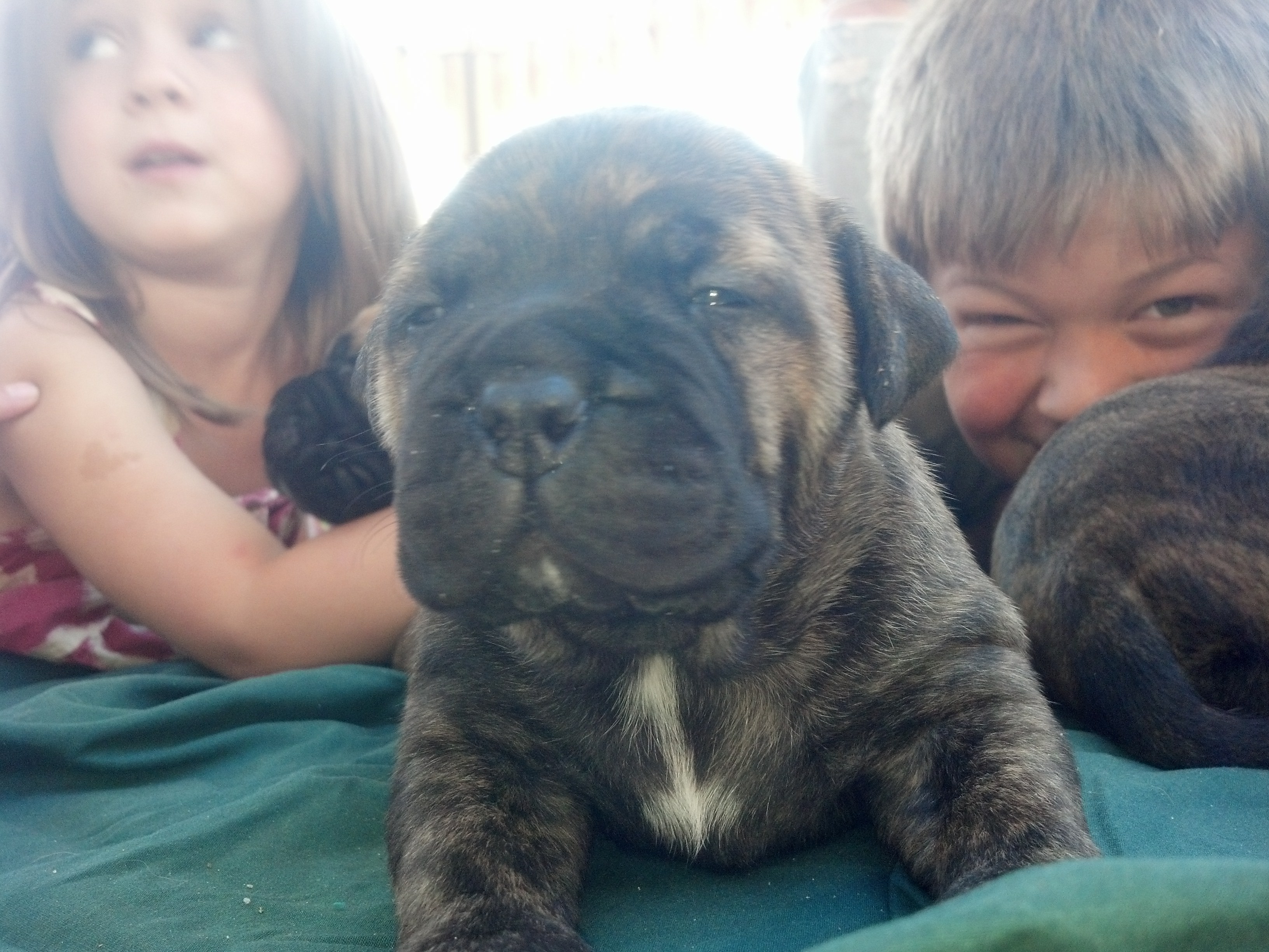 bullmastiff puppies