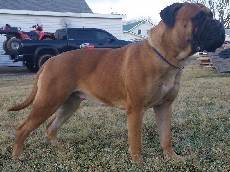 female bullmastiffs puppies