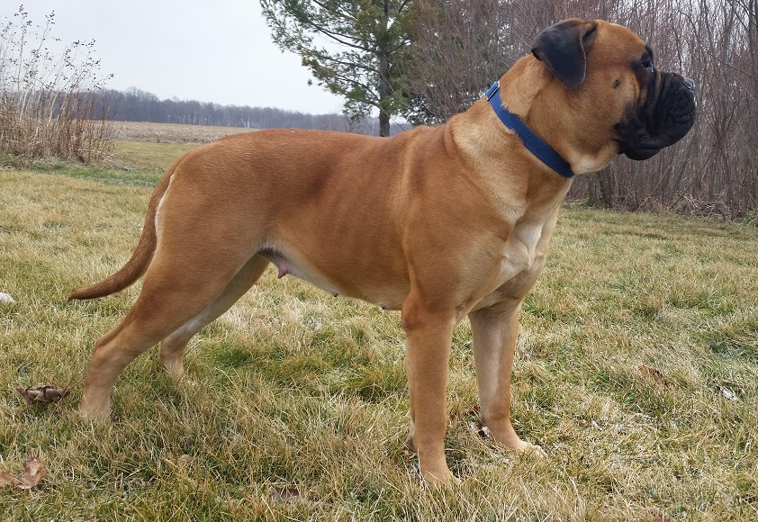 &nbsp;BULLMASTIFF PUPPIES FOR SALE