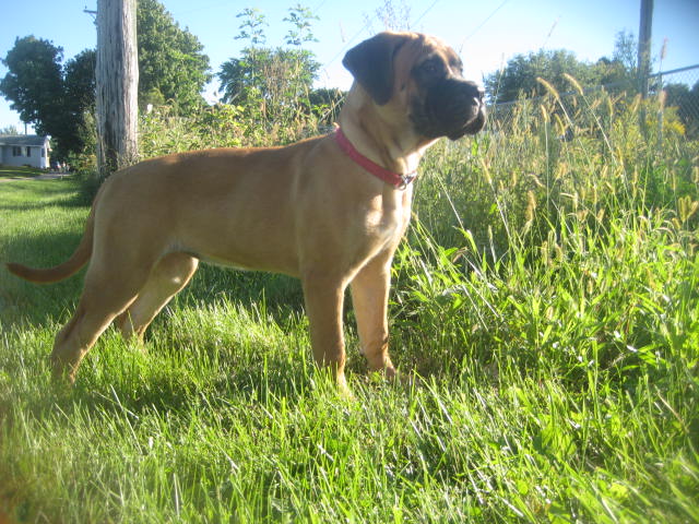 &nbsp;BULLMASTIFF PUPPIES FOR SALE