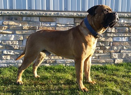 bullmatiff male stud