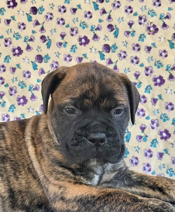 akc bullmastiffs