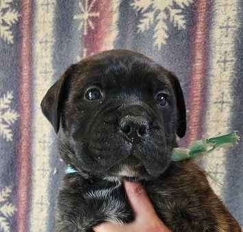 akc bullmastiffs