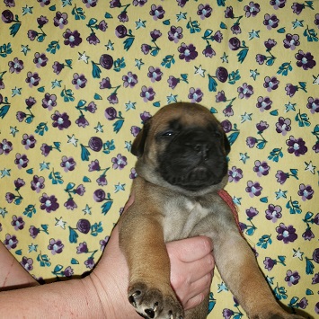 bullmastiff puppies for sale
