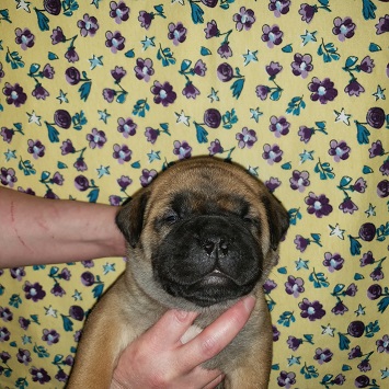 bullmastiff puppies for sale