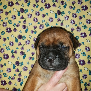 bullmastiff puppies for sale