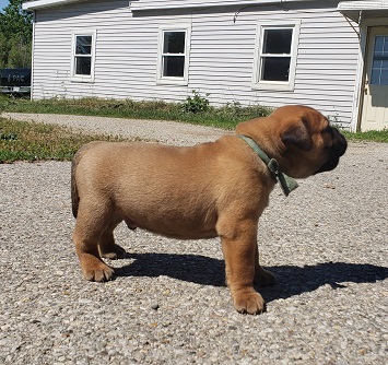 bullmastiff puppies for sale
