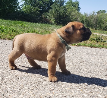 bullmastiff puppies for sale