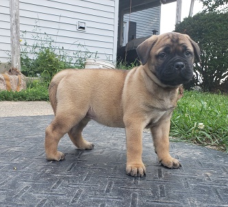 BULLMASTIFF PUPIES FOR SALE