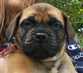 BULLMASTIFF PUPPIES FOR SALE