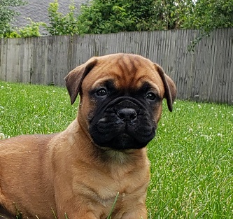 BULLMASTIFF PUPPIES FOR SALE
