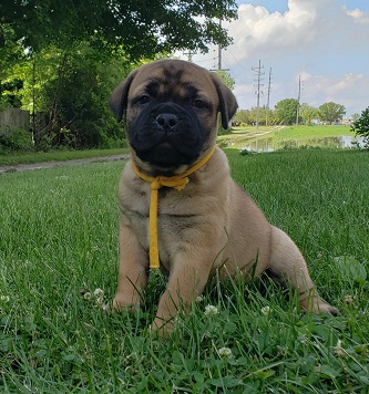 BULLMASTIFF PUPPIES FOR SALE
