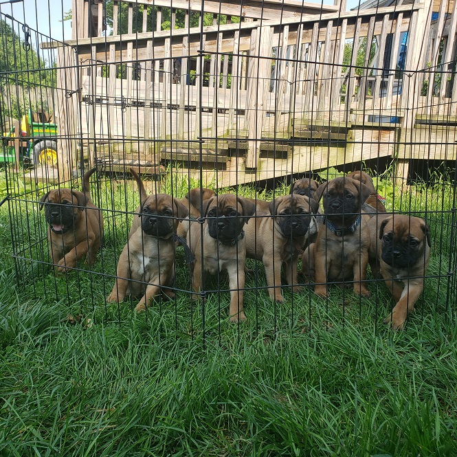 BULLMASTIFF PUPIES FOR SALE