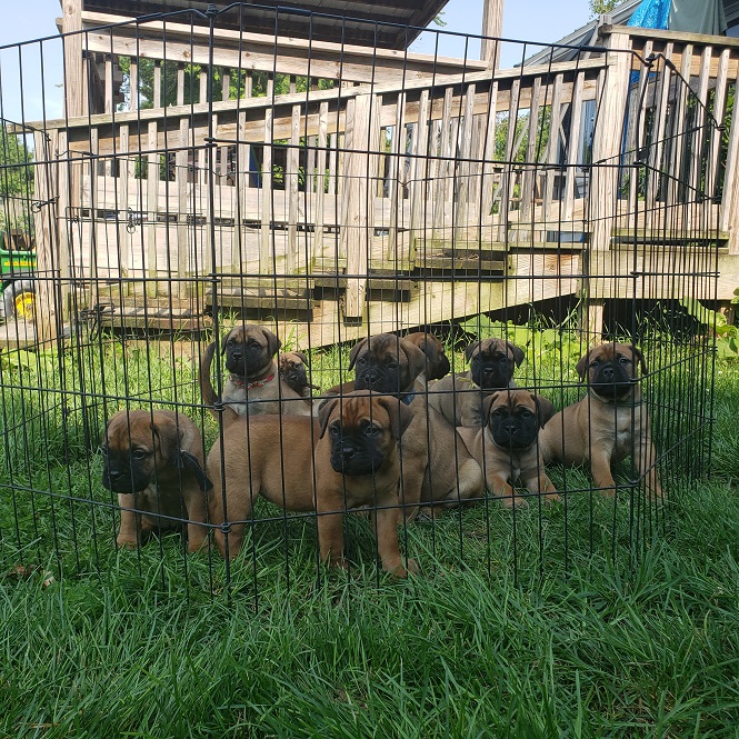 BULLMASTIFF PUPIES FOR SALE