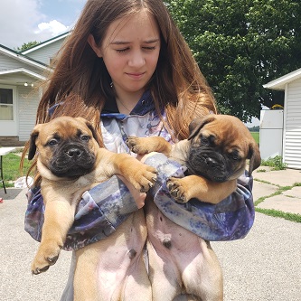BULLMASTIFF PUPPIES FOR SALE