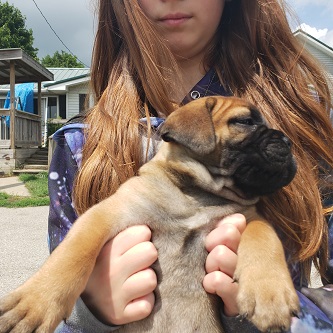 BULLMASTIFF PUPPIES FOR SALE