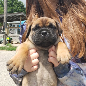 BULLMASTIFF PUPPIES FOR SALE