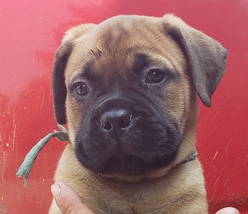 BULLMASTIFF PUPIES FOR SALE