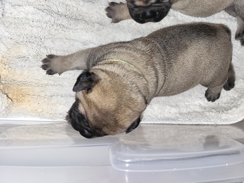 BULLMASTIFF PUPPIES FOR SALE