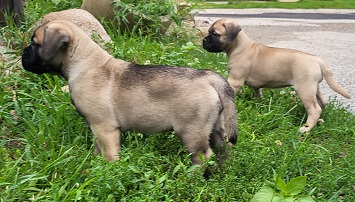 bullmastiff puppies