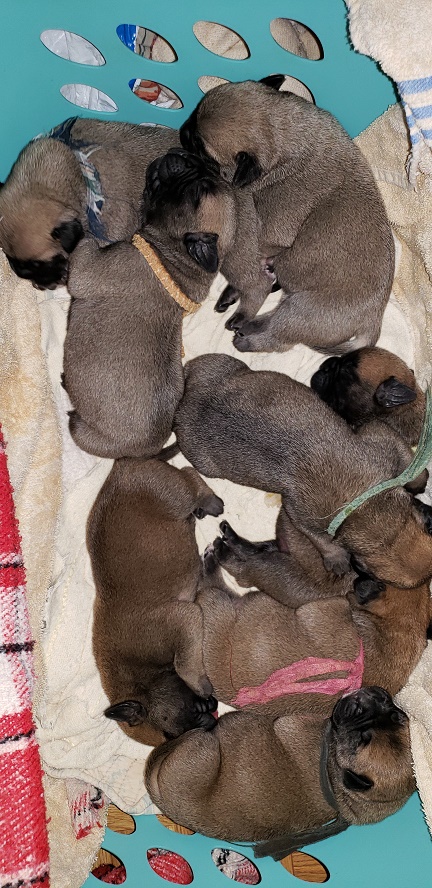 bullmastiff puppies for sale