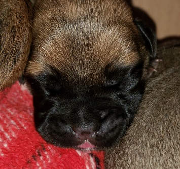BULLMASTIFF PUPPIES FOR SALE