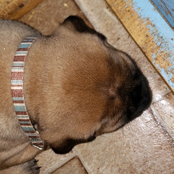 BULLMASTIFF PUPPIES FOR SALE